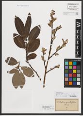 Foto von Salix appendiculata Vill.